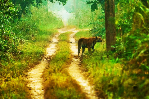 Katmandú: Excursión de 3 días a Chitwan Safari con traslado al hotel