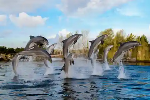 Bilet wstępu do Dolfinarium