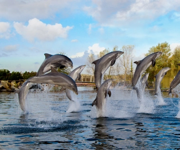 Dolfinarium Entry Ticket