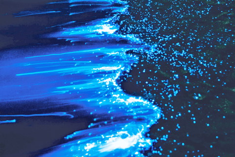 From Osaka: Awaji Island Magical Blue Sea Firefly Night Tour From Namba