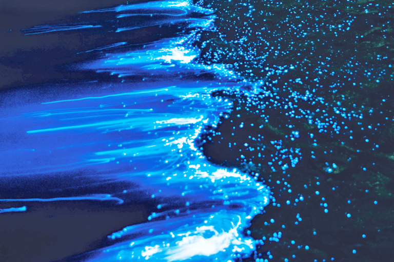 From Osaka: Awaji Island Magical Blue Sea Firefly Night Tour From Namba
