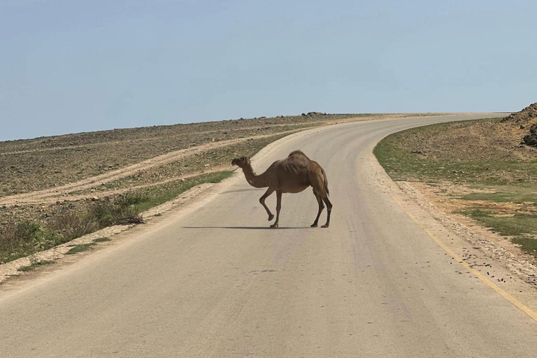 Salalah : Wadi Darbat, grotte de Teeq - visite des arbres Baobou