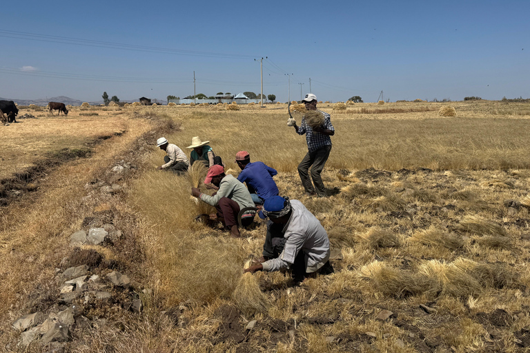 Addis Ababa: Gondar, Gorgora, and Bahir Dar 6-Day Tour