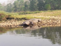 Tour del parco nazionale di Chitwan - Housity
