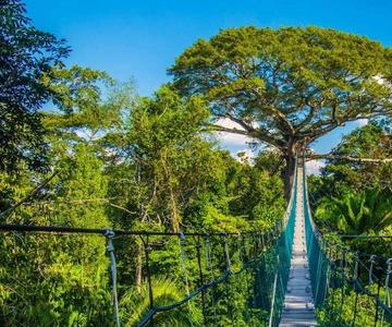 Excursión a la Jungla : Tirolina, Canopy, Kayak