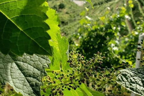 Lalez Wine Tasting, Wine Tour, Kayak & Full Lunch Experience German speaking private group