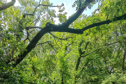 Hangzhou Jiuxi, Shililangdang & Yunqi Day Hiking Tour