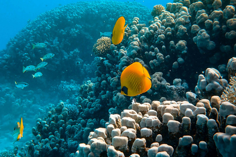 桑给巴尔：与海豚一起游泳，在珊瑚礁浮潜（以尊重的方式）桑给巴尔：与海豚同游，珊瑚浮潜（不含接送服务）