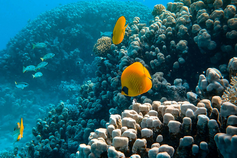 桑给巴尔：与海豚一起游泳，在珊瑚礁浮潜（以尊重的方式）桑给巴尔：与海豚同游，珊瑚浮潜（不含接送服务）