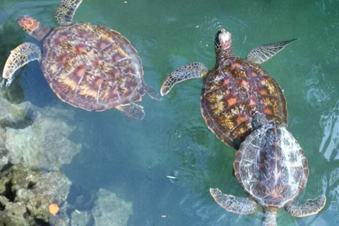 Zanzibar: Mnemba Dolphin Swim, Turtle Aquarium & Beach Trip TOUR WITHOUT HOTEL TRANSFER(PICK UP AND DROP OFF)