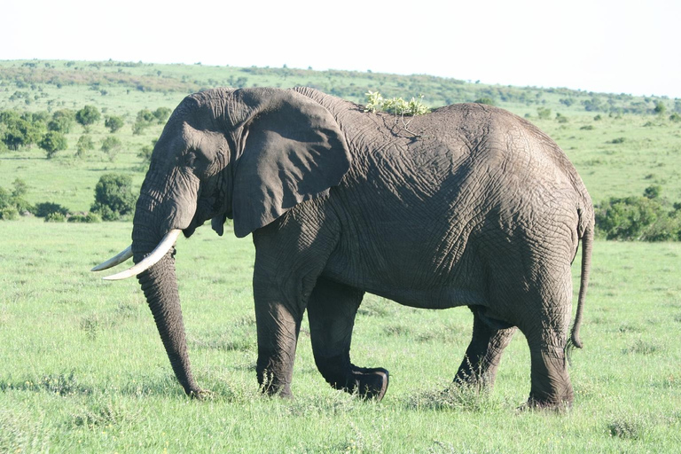 Safari dans le Kenya sauvage Explorez Amboseli, Tsavo Ouest et Tsavo Est 4 joursSafari sauvage au Kenya : découvrez Amboseli, Tsavo Ouest et Tsavo Est en 4 jours