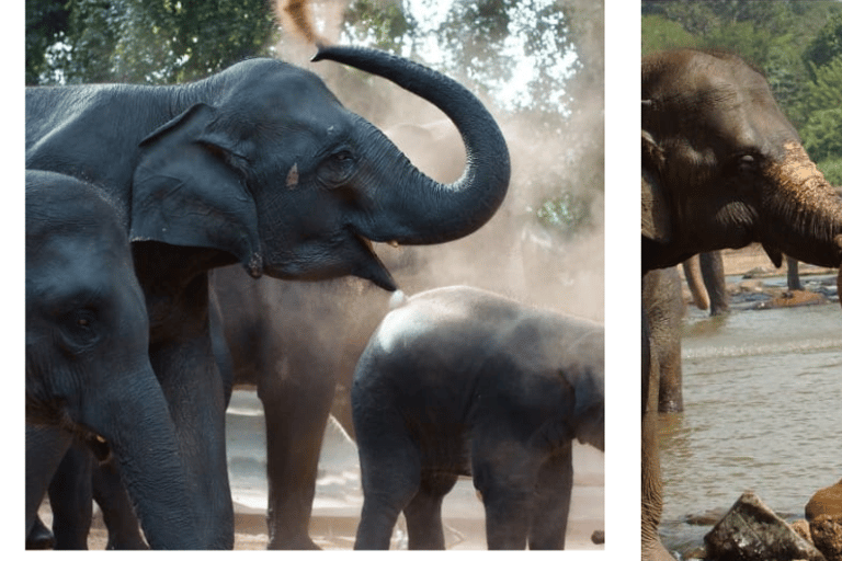 Kandy: Orfanato Pinnawala, Sigiriya, Dambulla, excursão de 2 dias