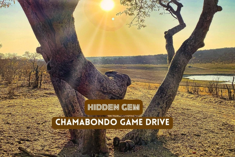 Chutes Victoria : Un joyau caché : Chamabondo Game Drive(Copie de) Visite privée Chamabondo