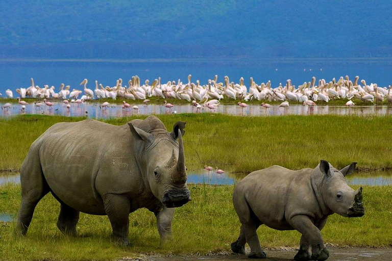 4 Days group safari in a safari van With no park fees