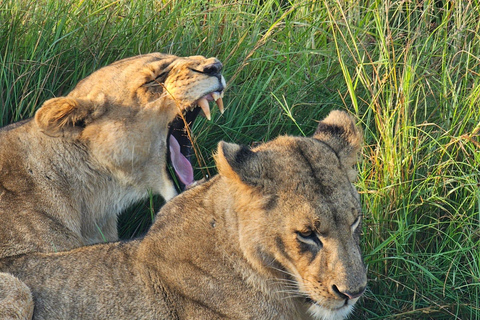 Nairobi: passeio de meio dia no Parque NacionalNairobi: tour privado de meio dia no Parque Nacional