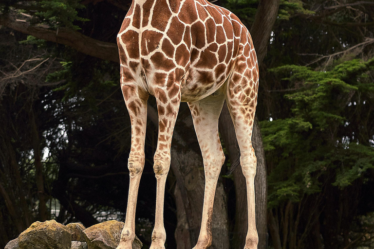 Nairobi: Besuch des Giraffenzentrums mit der Kazuri-Perlenfabrik