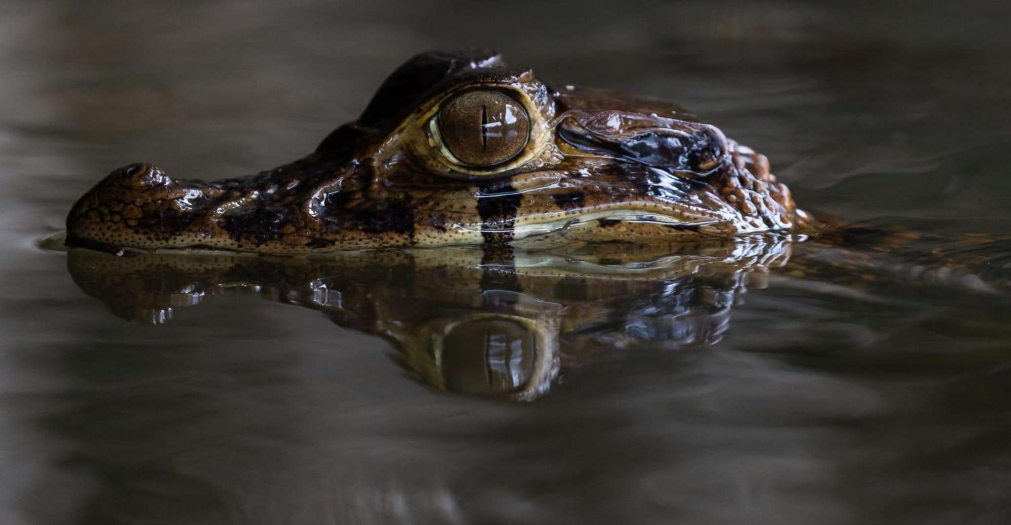 Tambopata, Search for Caimans in the Amazon | Night Tour | - Housity