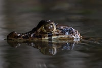 Tambopata, recherchez des Caimans en Amazon |Visite nocturne | - Housity
