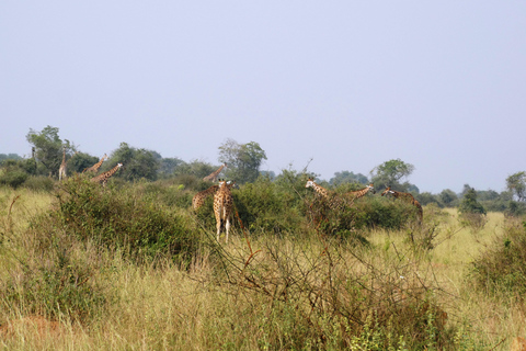 Kigali: Akagera National Park Safari Tagestour