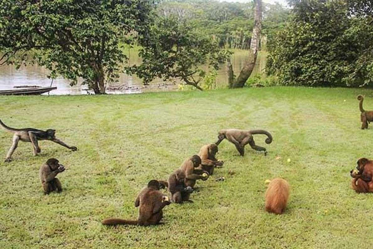 Iquitos: 2-Day Amazon Jungle Adventure with Lodge Stay