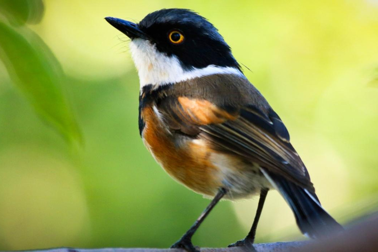 Aves y Jardines de Ciudad del Cabo. Tour privado.