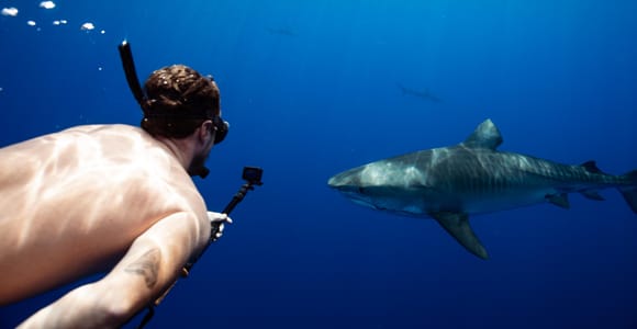 Haleiwa, Hawaii: Small-Group Open-Water Shark Dive