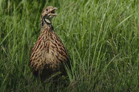 Vogelbeobachtung in Äthiopien: 14 Tage