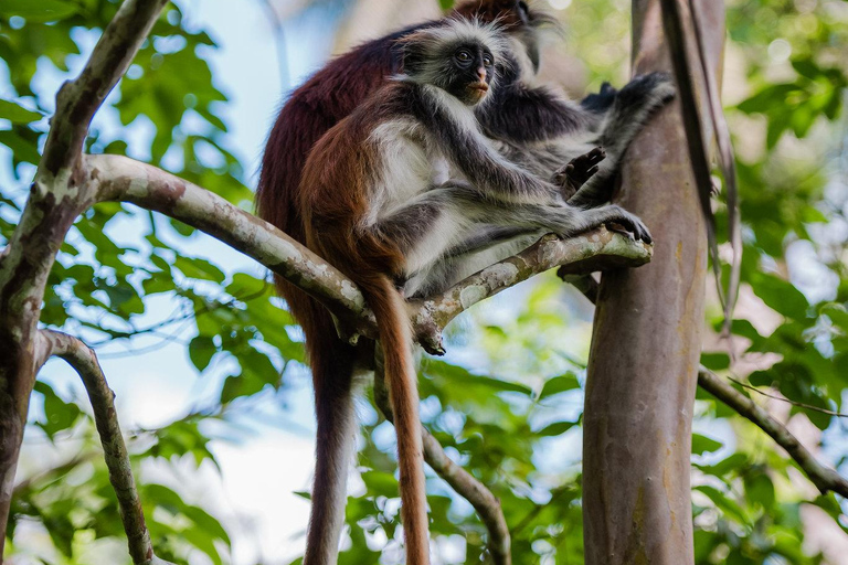 Zanzibar : Secret Beach, Kuza Cave and Jozani with transferSecret Beach, Kuza Cave and Jozani forest with transfer