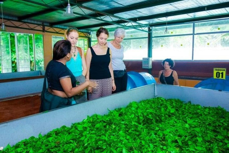 Kandy : Ambuluwawa & Pinnawala Orphanage Day Tour by Tuk Tuk