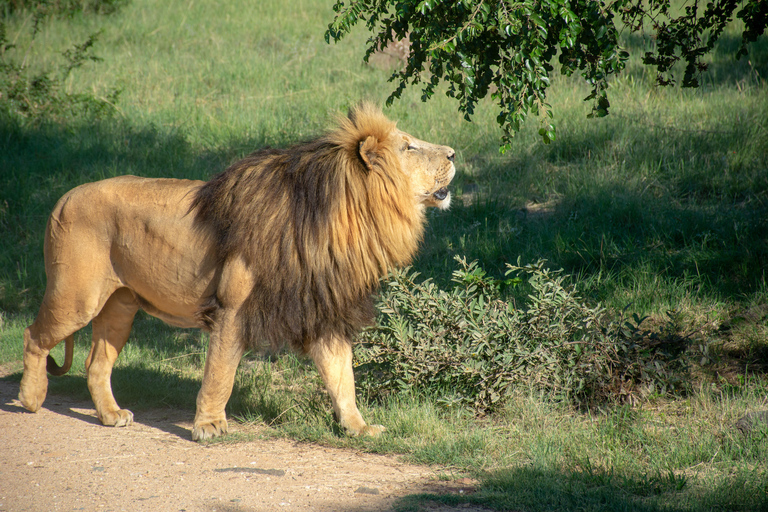 Johannesburg : Safari à l&#039;éléphant, à cheval et au lion