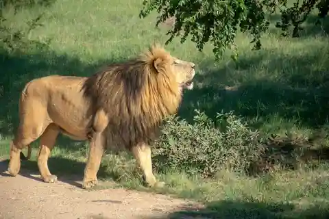 Johannesburg: Lion and Safari Park Tour with Hotel Pickup