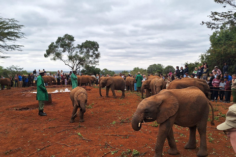 De Nairóbi: Excursão de um dia ao David Sheldrick Elephant TrustDe Nairobi: Excursão David Sheldrick Elephant Trust Day