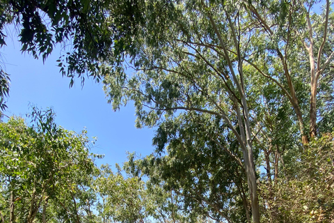 Santiago: Hike from Praia to Monte Tchota and Pico de Antónia Santiago: Beach to Monte Tchota – Pico Leão – Monte Tchota Hike