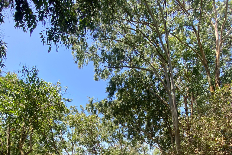 Santiago: Hike from Praia to Monte Tchota and Pico de Antónia Santiago: Beach to Monte Tchota – Pico Leão – Monte Tchota Hike