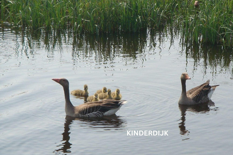 Rotterdam och Kinderdijk Daglig promenad- och båttur