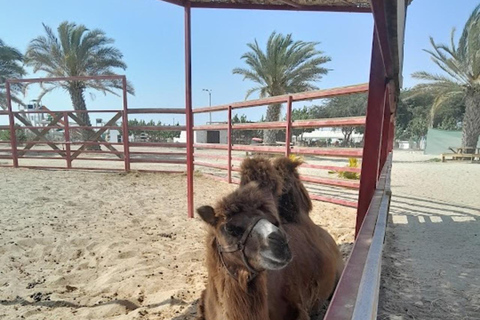 Lima: Ica Camel ride + Huacachina + "Adventure in the Desert" pool Lima: Ica Camel Ride + Huacachina + Swimming Pool "Adventure in the Desert"