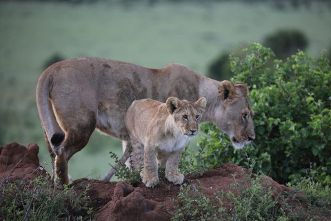 10-Day Kenya and Tanzania Safari Tour