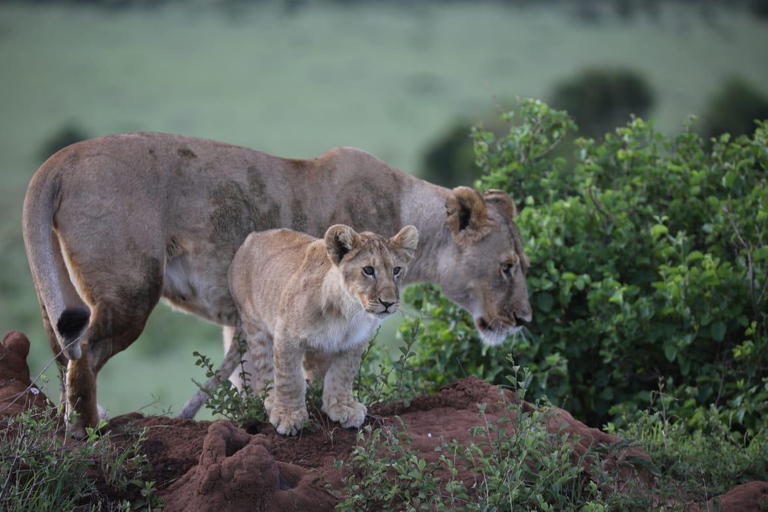 10-Day Kenya and Tanzania Safari Tour
