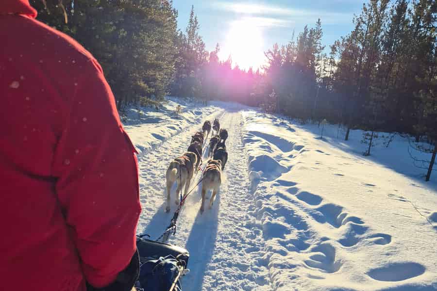 Whitehorse: Unvergleichliche Hundeschlittenfahrt mit heißem Kakao. Foto: GetYourGuide