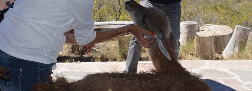Punta Loma + Ranch Excursion à terre pour les passagers de la croisière
