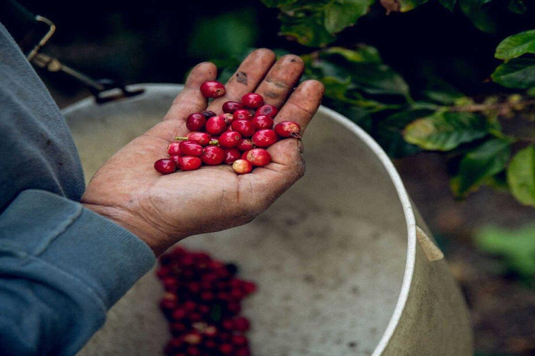 Coffee Farm Tour (Fairview)