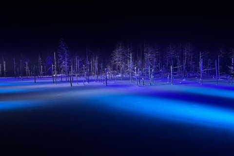 Late Departure: Asahiyama Zoo & Blue Pond & Ningle Terrace