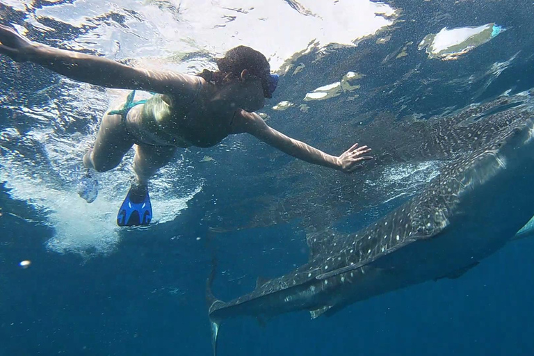 Cebu: Walvishaaien, Tumalog watervallen en snorkelen bij de Sardine Run