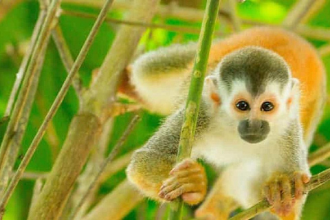 Puerto Plata: Monkey Home Encounter Adventure