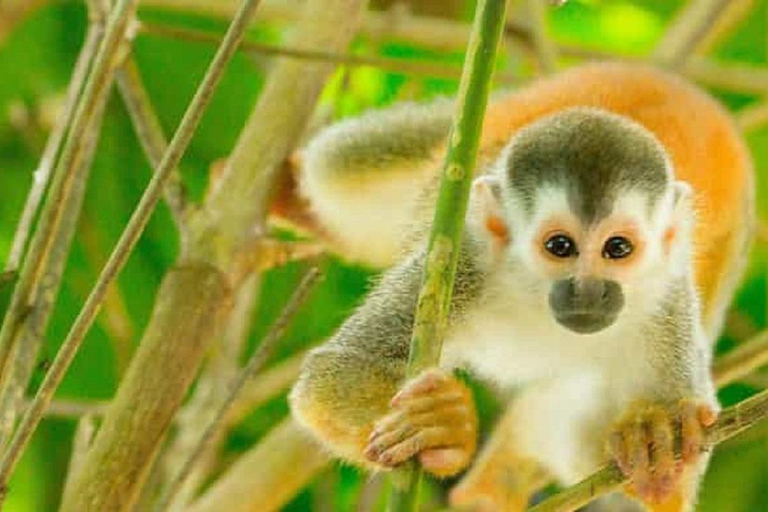Puerto Plata: Monkey Home Encounter Adventure