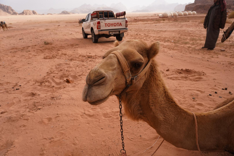 Wadi Rum: 1 Hour Camel Ride with a Bedouin Guide Wadi Rum: 4 Hour Camel Ride with a Bedouin Guide and Tea