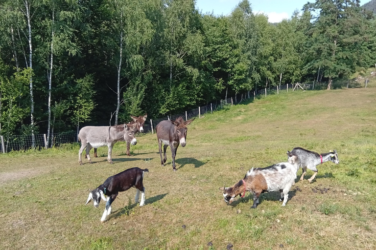 Luvigny: an unusual getaway with donkeys and goats