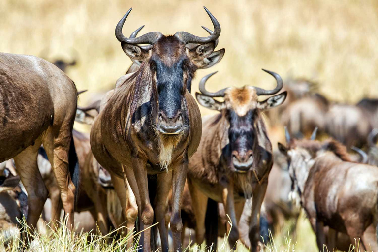 3 giorni Masai Mara - Naivasha Hell&#039;s Gate National Park.Masai Mara di 3 giorni - Parco nazionale Naivasha Hell&#039;s Gate.