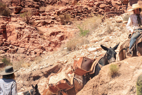 Moab: Guided Horseback or Mule Ride with Canyon Views