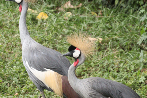Kigali : excursion d'observation des oiseaux avec déjeuner et transferts